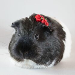 Guinea Pig Full HD Wallpapers and Backgrounds