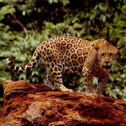 Great Jaguar Wallpapers