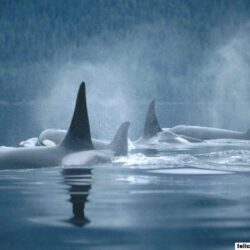 free wallpapers Orca Group Surfacing Johnstone Straits British