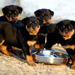 Cute rottweiler puppies eating wallpapers