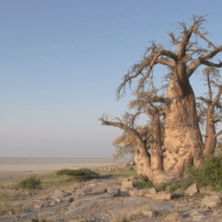 Panning shot of Makgadikgadi Pans and Baobab trees,Botswana Stock