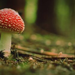 Wallpapers Download Beautiful poison mushroom in the woods