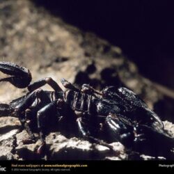 Scorpion Picture, Scorpion Desktop Wallpaper, Free Wallpapers