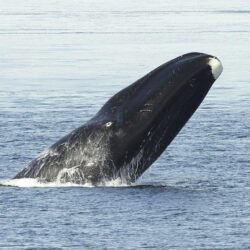 Audio: Bowhead whales in the Arctic sing hundreds of complex