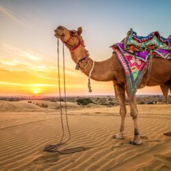 Desktop Wallpapers Camels Desert Sand sunrise and sunset
