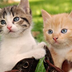 Baby cats wallpapers 16
