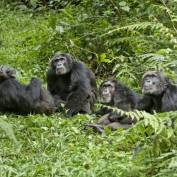 Chimpanzee Family Image
