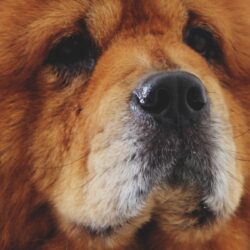 Download wallpapers chow chow, dog, muzzle iphone 8+/7+/6s+