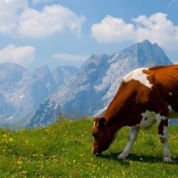cow Wallpapers and Backgrounds Image
