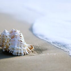 sea, Beaches, Sand, Summer, Nature, Earth, Shell, Coquille