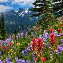 Mount Rainier Meadow Flowers Wallpapers