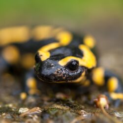Yellow and black gecko, fire salamander HD wallpapers
