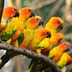 128 Parrot Wallpapers