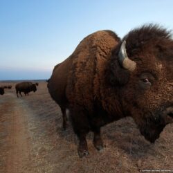 Bison Photo, Animal Migration Wallpapers – National Geographic