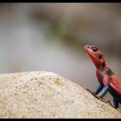 lizards reptiles redheaded rock agama wallpapers