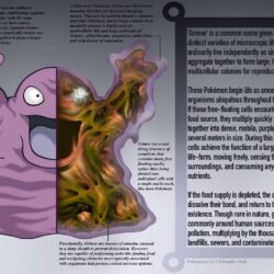 Grimer Anatomy