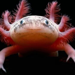 Axolotl Wallpapers HD Download