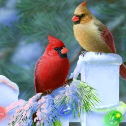 Cardinal Bird Wallpapers