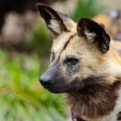 Close Up Photography of African Wild Dog · Free Stock Photo