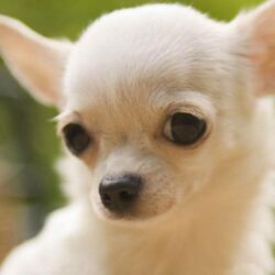 Teddybear64 image Chihuahua HD wallpapers and backgrounds photos