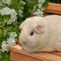55 Guinea Pig HD Wallpapers