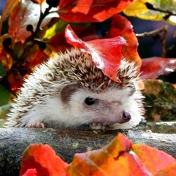 106 Hedgehog HD Wallpapers