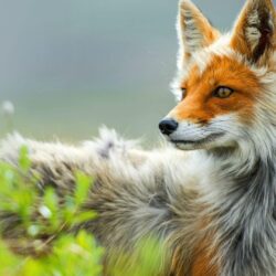 Red fox in Chukotka, Russia