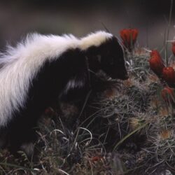 Why You Are Smelling Skunks This Week – Cool Green Science