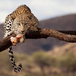 leopard namibia wildlife HD wallpapers