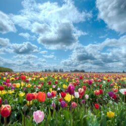Tulip Fields Netherlands Wallpapers HD For Desktop & Mobile