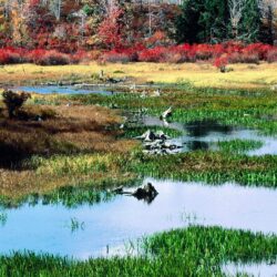 Desktop Wallpapers » Natural Backgrounds » Fall Pond, Ricketts