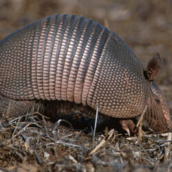 commom long nosed armadillo