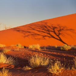 namibia africa namib desert sky sunset shadow tree bush sand dune