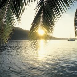 Palm Tree wallpapers ·① Download free HD wallpapers for desktop and
