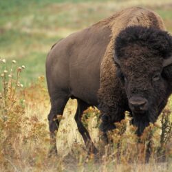 Download American Bison, Field, Horns, Buffalo Wallpapers