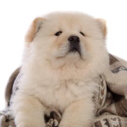 Chow Chow Wallpapers 4K