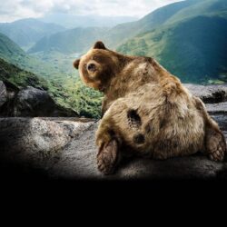 grizzly bear backgrounds – 1024×1024 High Definition Wallpapers