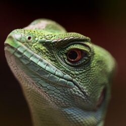 lizard wallpapers