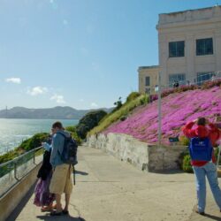 Flowers Pictures: View Image of Alcatraz Island