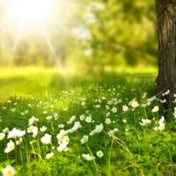Spring wallpapers HD free download