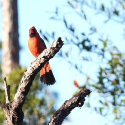 Bird Photos, Birding Sites, Bird Information: MALE NORTHERN CARDINAL