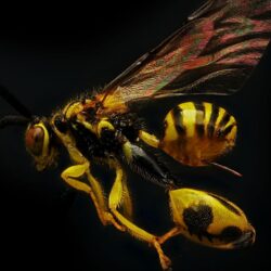 wasp 4K wallpapers for your desktop or mobile screen free