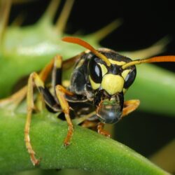 European Paper Wasp HD Wallpapers