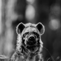 Download wallpapers african wild dog, bw, wildlife