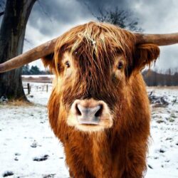 Scottish Wallpapers Highland Cattle