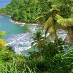Beach: Paradise Dominica Beautiful Palms Ocean Side Beach East