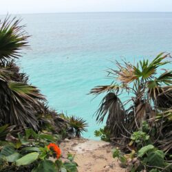Oceans: Flowers View Tulum Ocean Cliff Beach Palm Tropical Trees