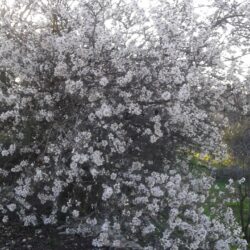 On Guitar and Almond Trees: A Tu B’Shvat Story