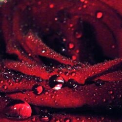 rose flower full red hd wallpapers