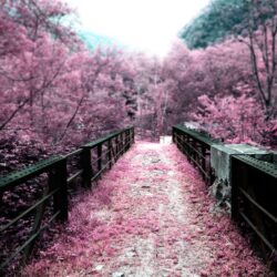bridge and sakura flower